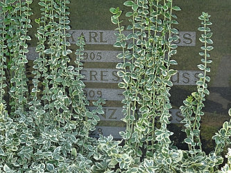 Friedhof Deutsch Kaltenbrunn