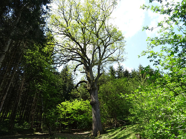 Kemeten, 300 Jahre alte Eiche