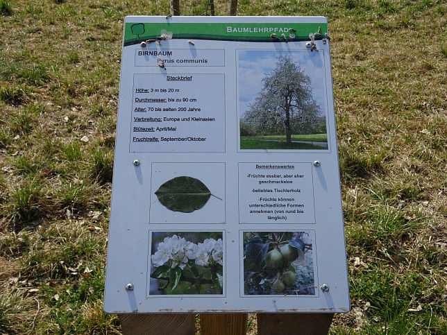 Knigsdorf, Baumlehrpfad