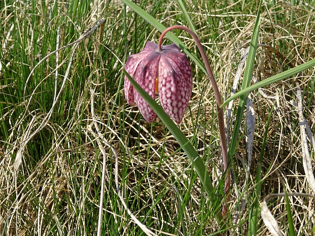 Luising, Schachblume