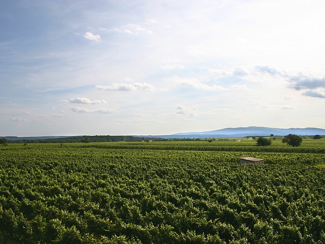 Lutzmannsburg, Weingrten am 