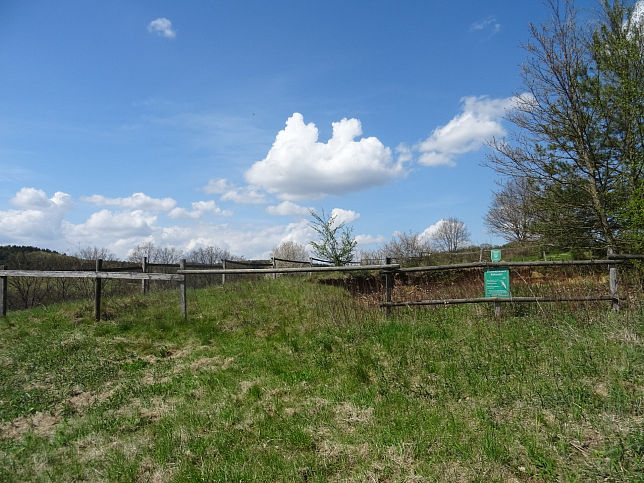 Neustift bei Gssing, Bienenfresserkolonie