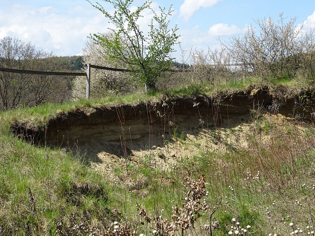 Neustift bei Gssing, Bienenfresserkolonie
