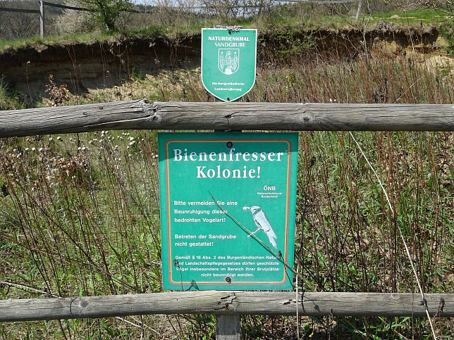 Neustift bei Gssing, Bienenfresserkolonie