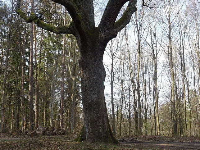 Neustift bei Gssing, Traubeneiche