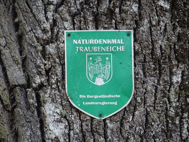 Neustift bei Gssing, Traubeneiche