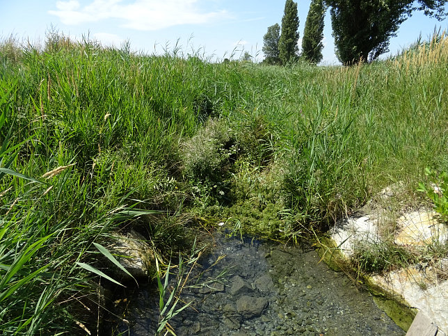 Podersdorf, Thomasbrunnen und Schrammelkanal