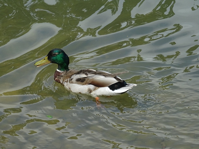 Rmersee