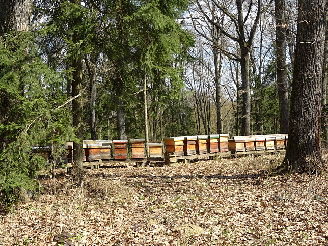Rosenberg, Bienenstcke
