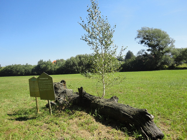 Urbersdorf, Mooreiche