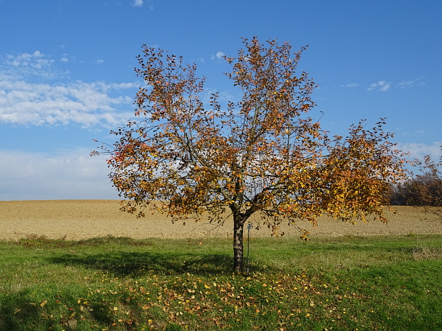 Urbersdorf, Apfelbaumallee