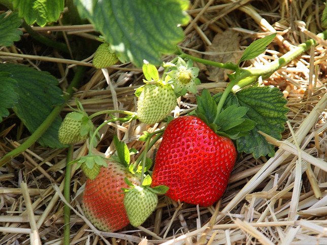 Wiesen, Erdbeeren