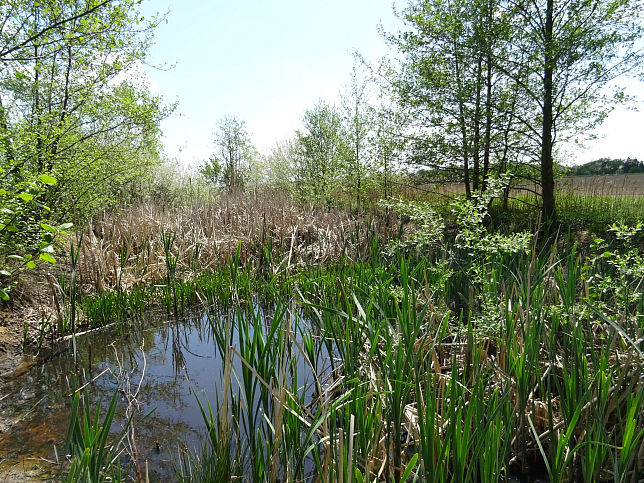 Wolfau, Biotop