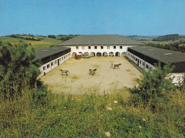 Litzelsdorf, Arabergestt Mosch