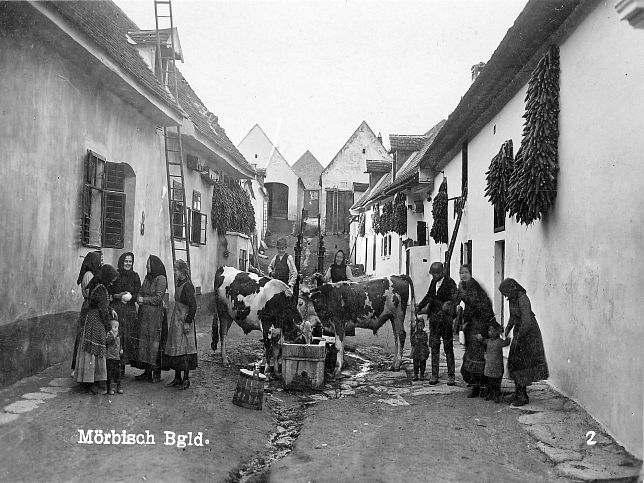 Mörbisch, Kühe