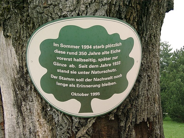 Neuberg, 350 Jahre Eiche