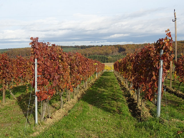 Dt. Ehrensdorf - 4 W Runde (Wald Wiese Wein Walking)