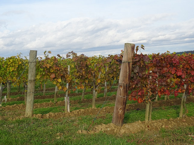 Dt. Ehrensdorf - 4 W Runde (Wald Wiese Wein Walking)