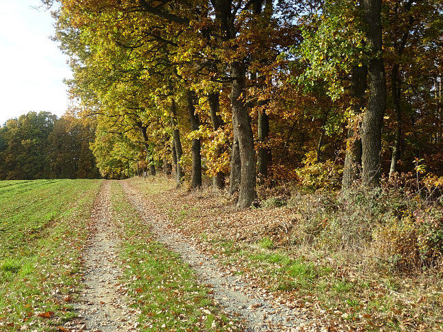 Dt. Ehrensdorf - 4 W Runde (Wald Wiese Wein Walking)