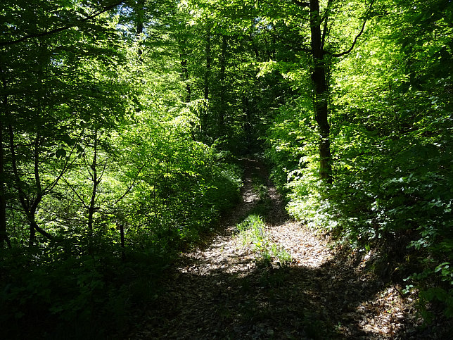 Heiligenbrunn - Wald-Runde