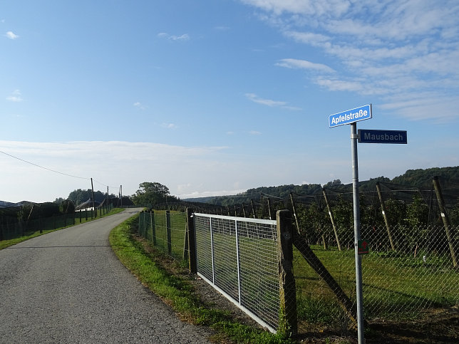 Limbach - Apfelpanorama
