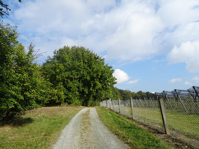 Limbach - Apfelpanorama