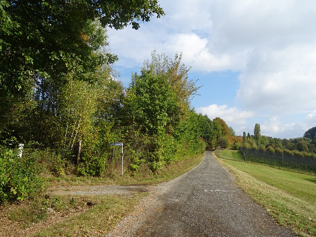 Limbach - Apfelpanorama
