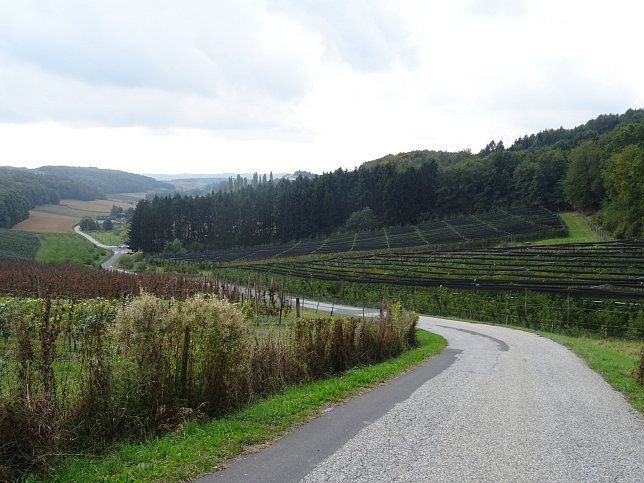 Limbach - Apfelpanorama