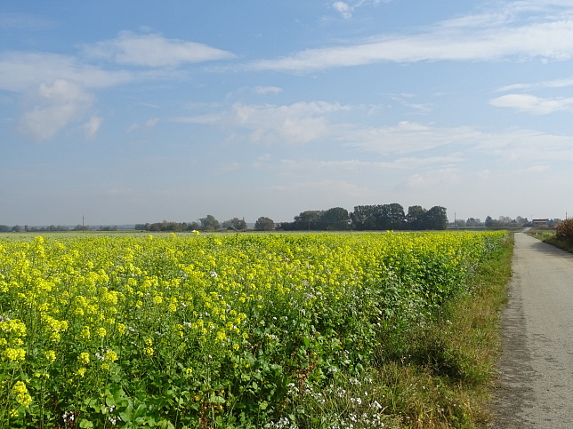 Moschendorf - Rundweg