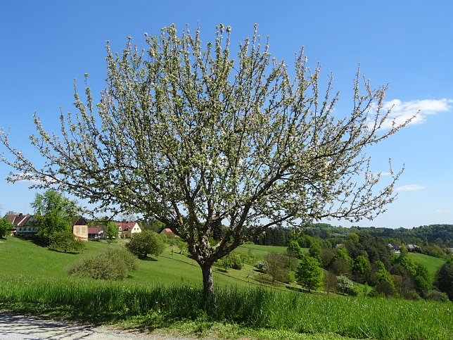 Neudauberg-Burgauberg - Golf | Geschichte | Weg