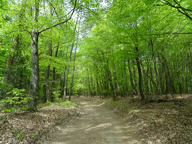 Wanderweg - Neustift-Fidischwald