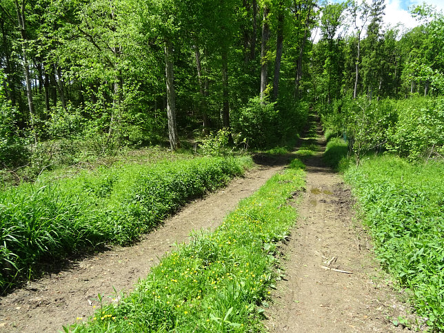 Stettnergraben