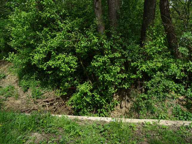 Schmalzgraben