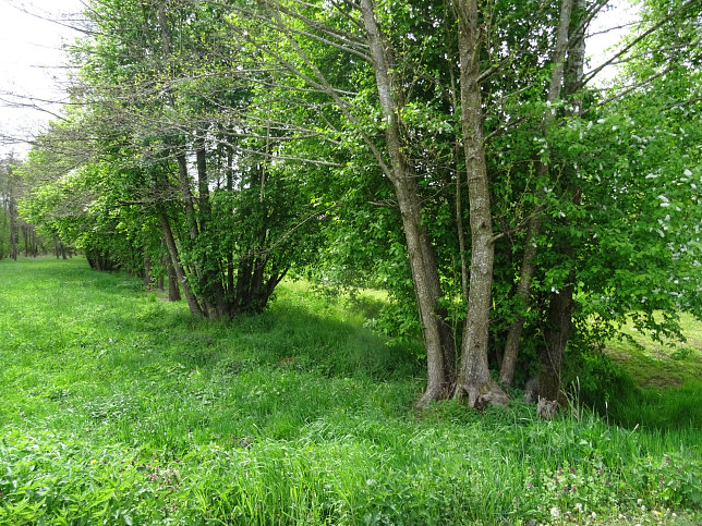 Schmalzgraben