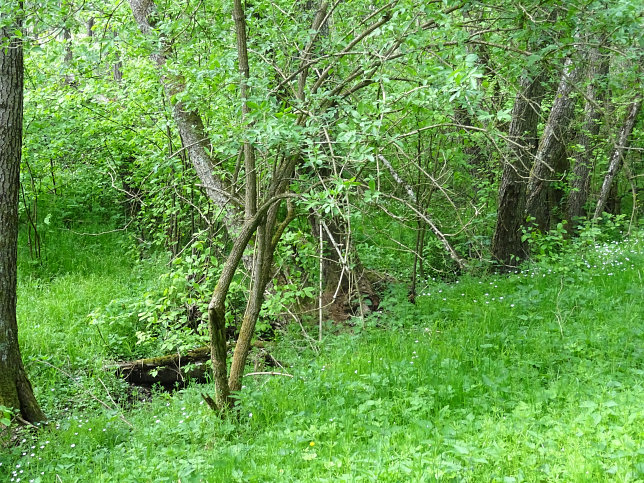 Schmalzgraben