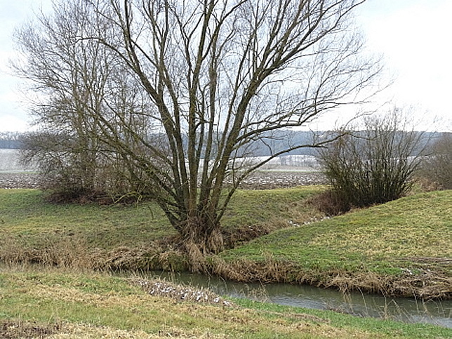 Bach von Hasendorf