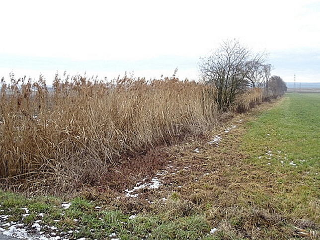 Rinngrabenbach