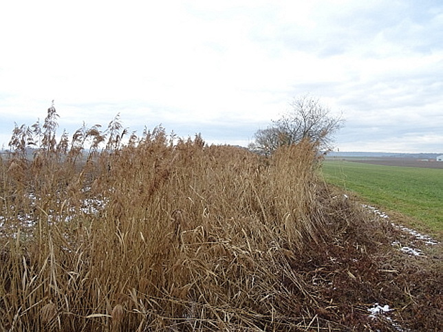 Rinngrabenbach